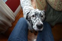 Click for large image