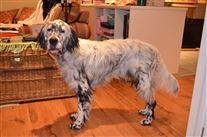 Click for large image