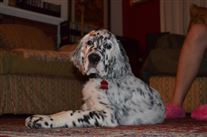 Click for large image