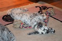 Click for large image