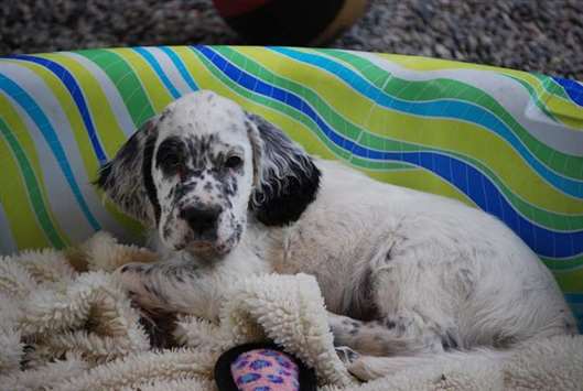 Click for large image