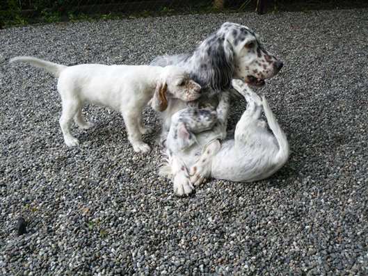 Click for large image