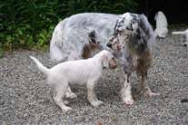 Click for large image