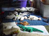 Click for large image