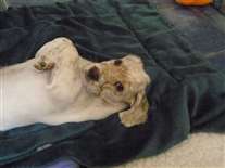 Click for large image