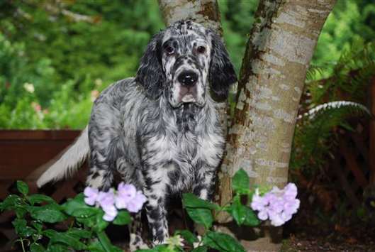 Click for large image