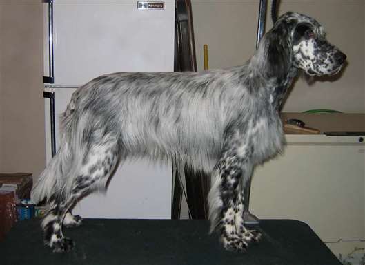 Click for large image