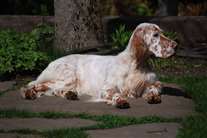 Click for large image