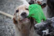 Click for large image