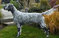 Click for large image