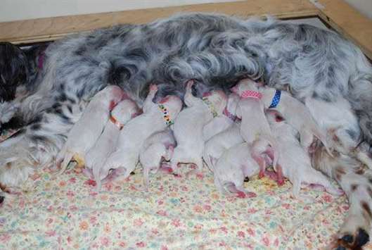 Click for large image