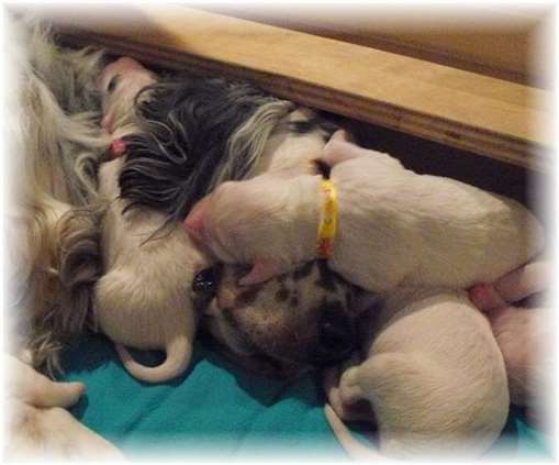 Click for large image