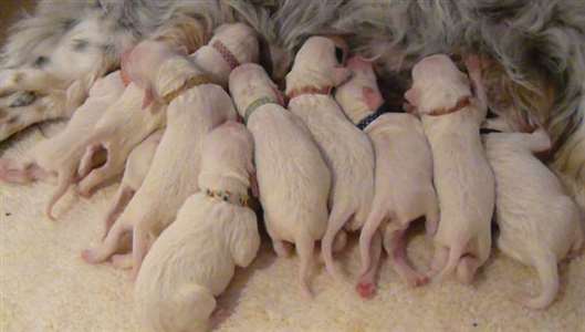 Click for large image