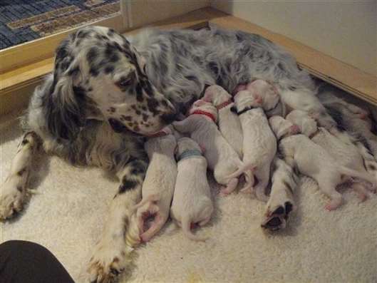 Click for large image