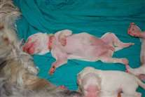 Click for large image