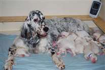 Click for large image