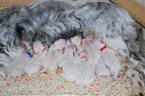 Click for large image