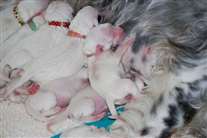 Click for large image