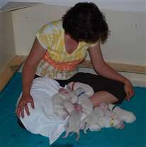 Click for large image