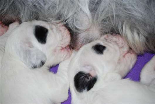 Click for large image