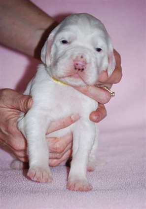 Click for large image