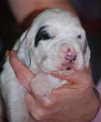 Click for large image