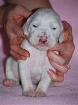 Click for large image