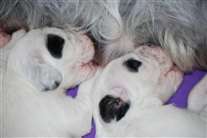 Click for large image