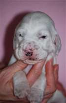 Click for large image