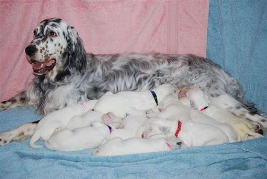 Click for large image