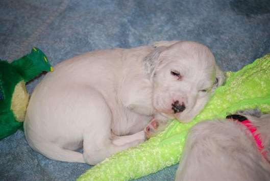 Click for large image