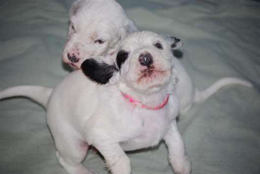 Click for large image