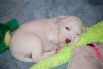 Click for large image