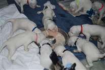 Click for large image