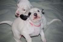 Click for large image