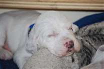 Click for large image