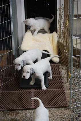 Click for large image