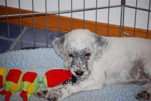 Click for large image