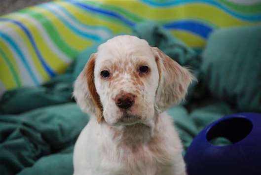 Click for large image