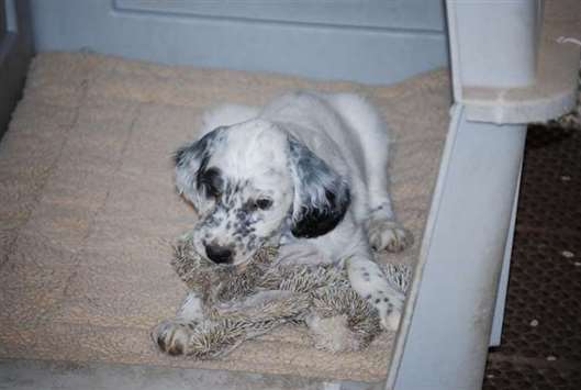 Click for large image