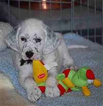 Click for large image