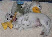 Click for large image