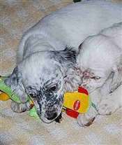 Click for large image