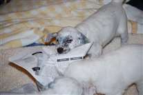 Click for large image