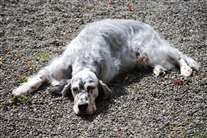 Click for large image