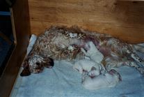 Click for large image