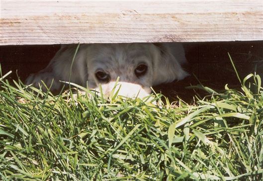 Click for large image