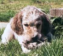 Click for large image