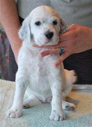 Click for large image