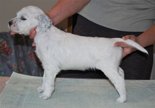 Click for large image